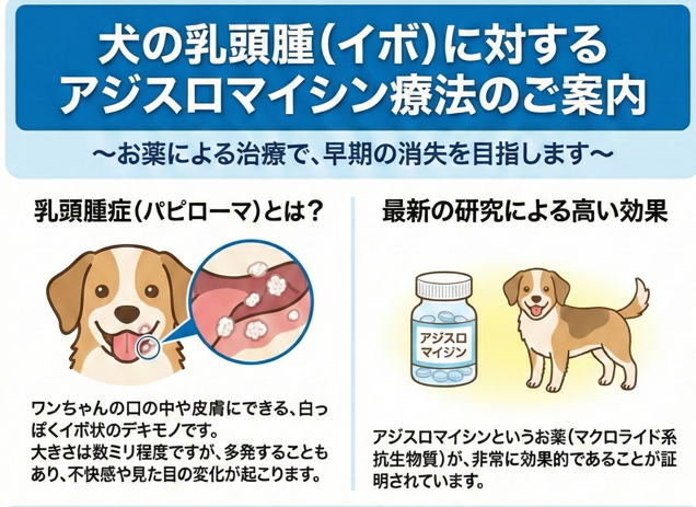 「犬のパピローマ(乳頭腫)とアジスロマイシンを用いた治療法」の写真(愛知県名古屋市千種区)